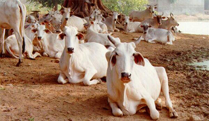 cows_in_vrindavan